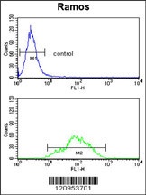 ETFDH Antibody