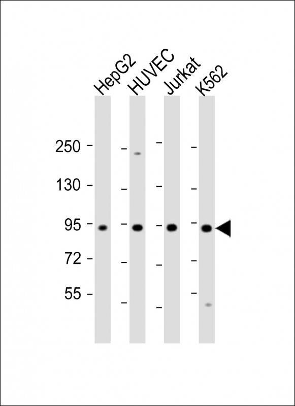 RASIP1 Antibody