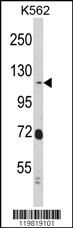 RASIP1 Antibody