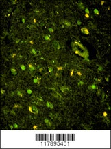 KHSRP Antibody