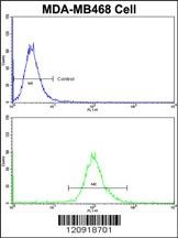 ASPA Antibody