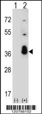 SRSF1 Antibody