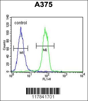 ECE-1 Antibody