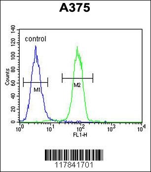 ECE1 Antibody