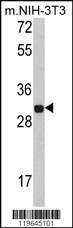 FHL1 Antibody
