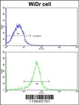 FHL1 Antibody