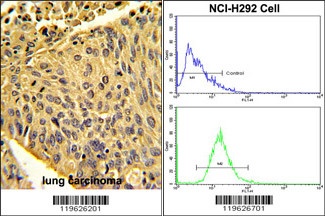 EPB41L4B Antibody