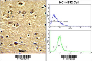 ENTH Antibody
