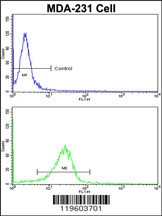 DLGAP1 Antibody