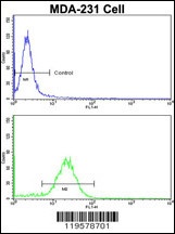 COLEC11 Antibody