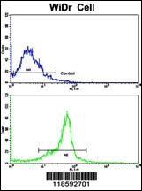 PTP4A2 Antibody