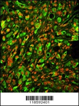 PTP4A2 Antibody