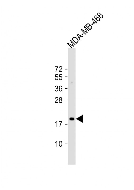 MAFF Antibody