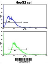 LAMB2 Antibody