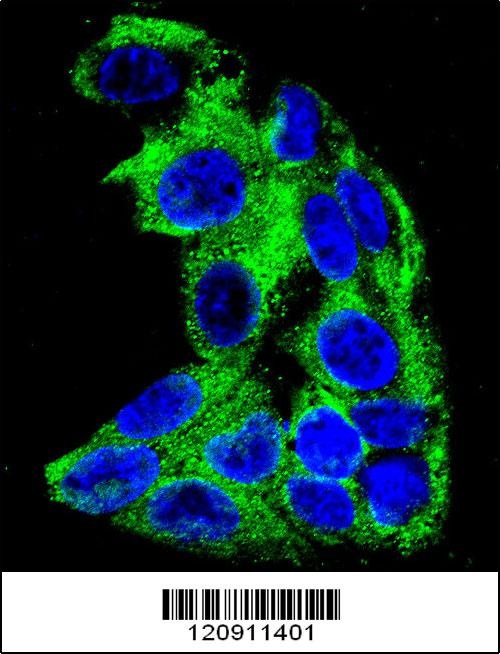 ACADM Antibody