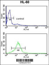 HLTF Antibody