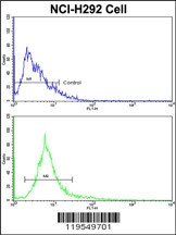 ALKBH8 Antibody