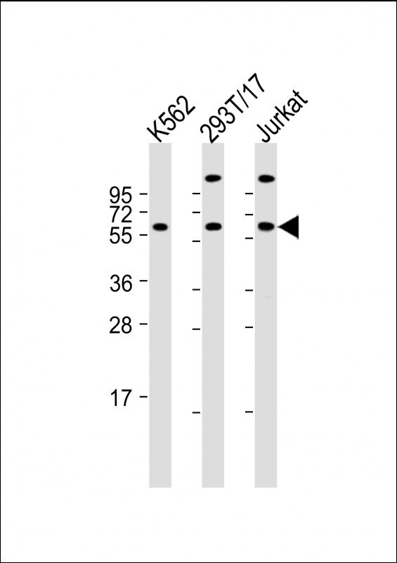 Hsp 60 Antibody