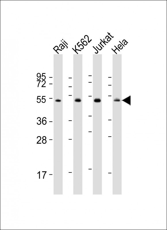 Hsp 60 Antibody