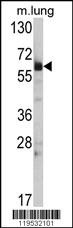 Hsp 60 Antibody