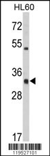 HLA-DRA Antibody