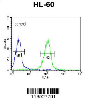 HLA-DRA Antibody