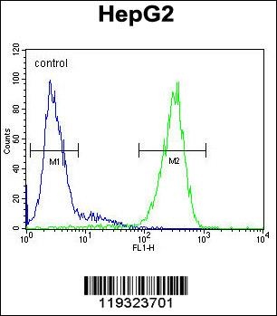 FUCA1 Antibody