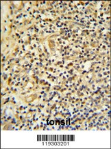 FKBP11 Antibody