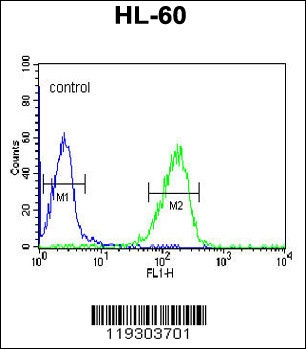 FKBP11 Antibody