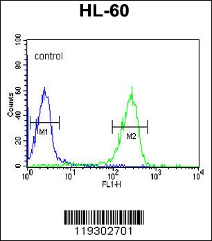 FKBP11 Antibody
