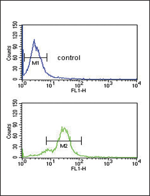 EDNRB Antibody