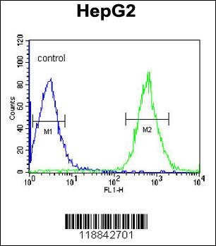 CDK14 Antibody