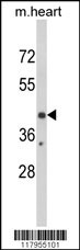 EGR3 Antibody
