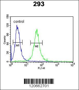 GATA2 Antibody