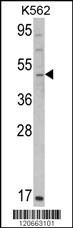 GATA2 Antibody