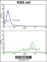 GATA2 Antibody