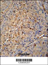 MAPRE1 Antibody