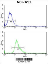 KYNU Antibody