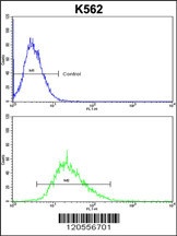 ITM2A Antibody