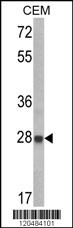 IGFBP6 Antibody