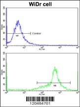 IGFBP6 Antibody