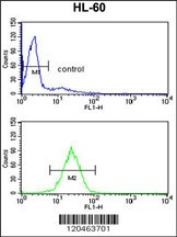 HSD17B7 Antibody