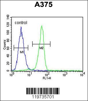 BGN Antibody