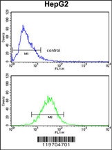 AMT Antibody