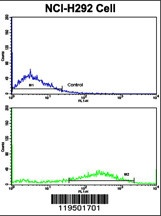 FSCN1 Antibody