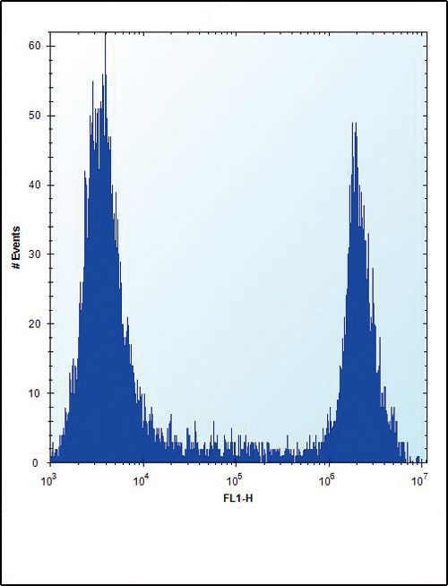 HPRT1 Antibody