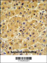F10 Antibody