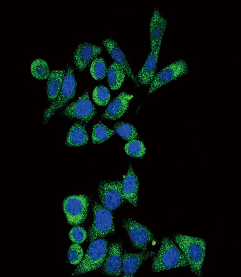 GLA Antibody