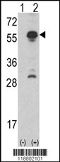 INHA Antibody