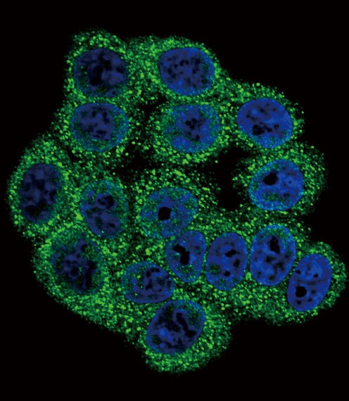 INHA Antibody